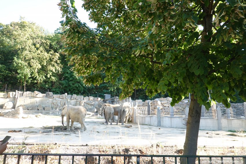 Вена, зоопарк