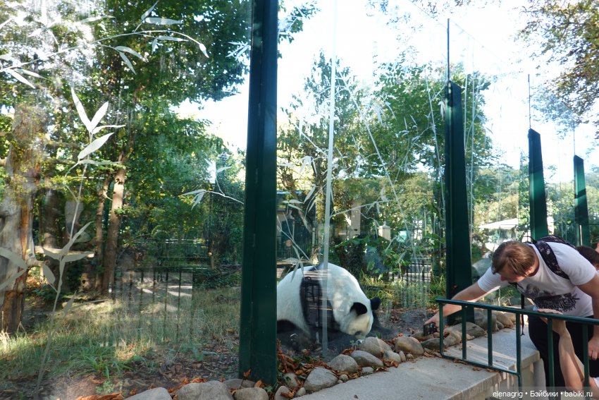 Вена. Зоопарк, набережная Дуная (фото 2)