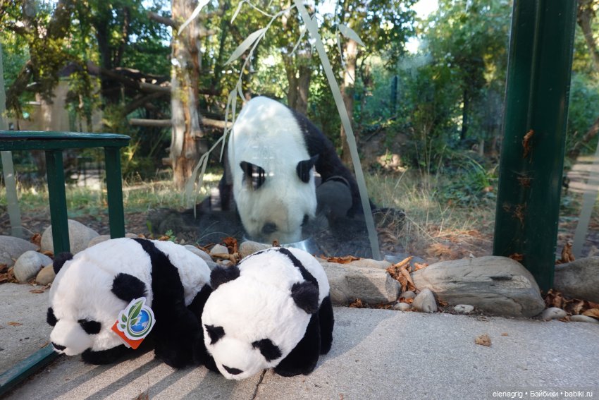 Вена. Зоопарк, набережная Дуная (фото 3)