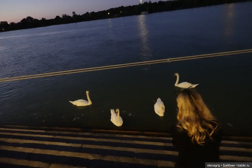 Вена, Дунай