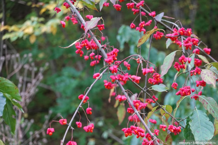 Куклы Ruby Red, Руби Ред