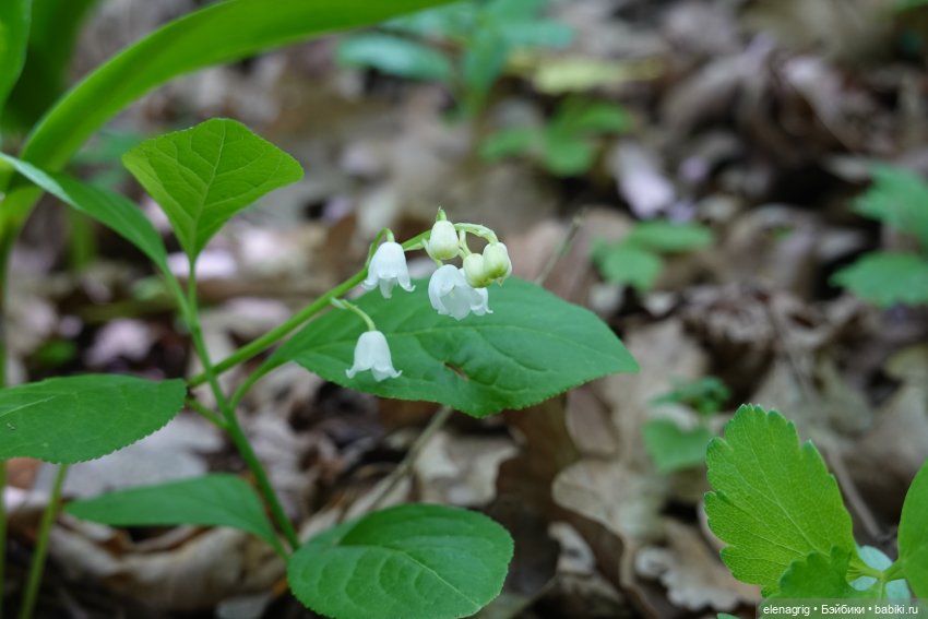 Шарнирные куклы Баболи, Baboliy dolls