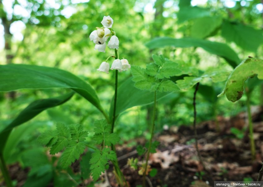 Шарнирные куклы Баболи, Baboliy dolls
