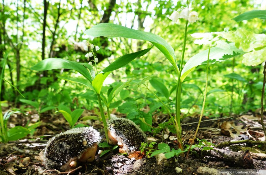 Как мы ландыши искали — Куклы Baboliy (Баболи (фото 5)