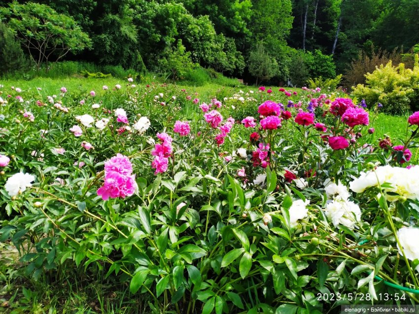 Прогулка в цветочной долине (фото 4)