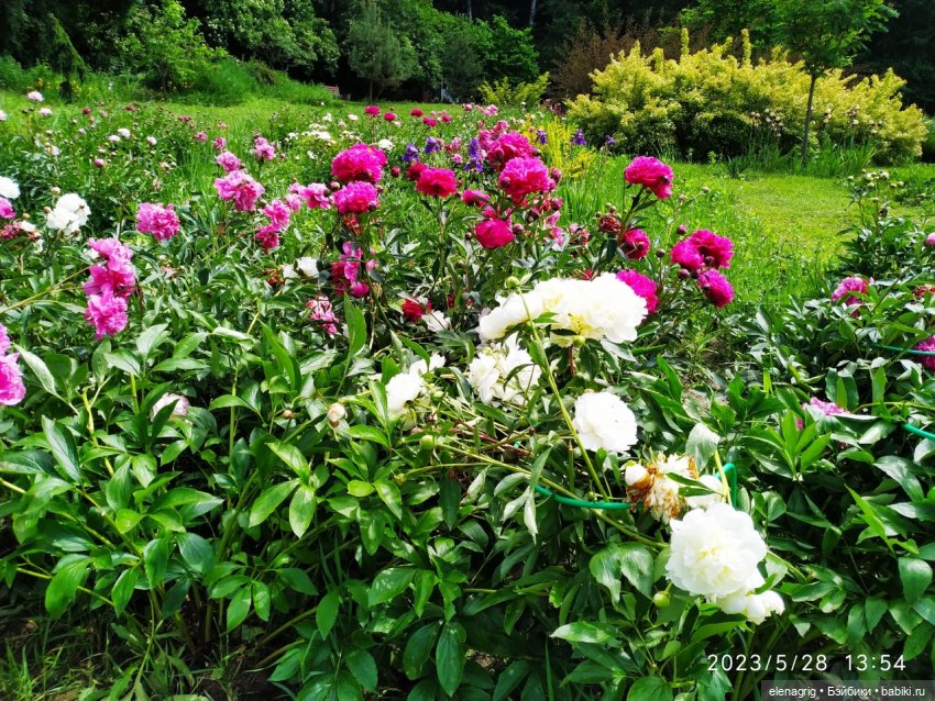 Прогулка в цветочной долине