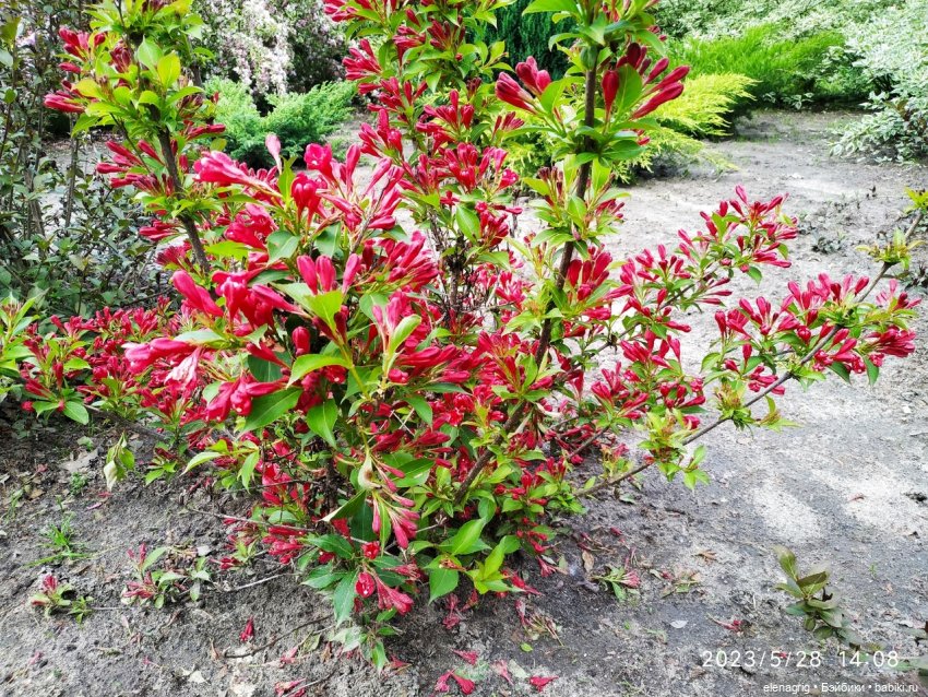 Прогулка в цветочной долине (фото 2)