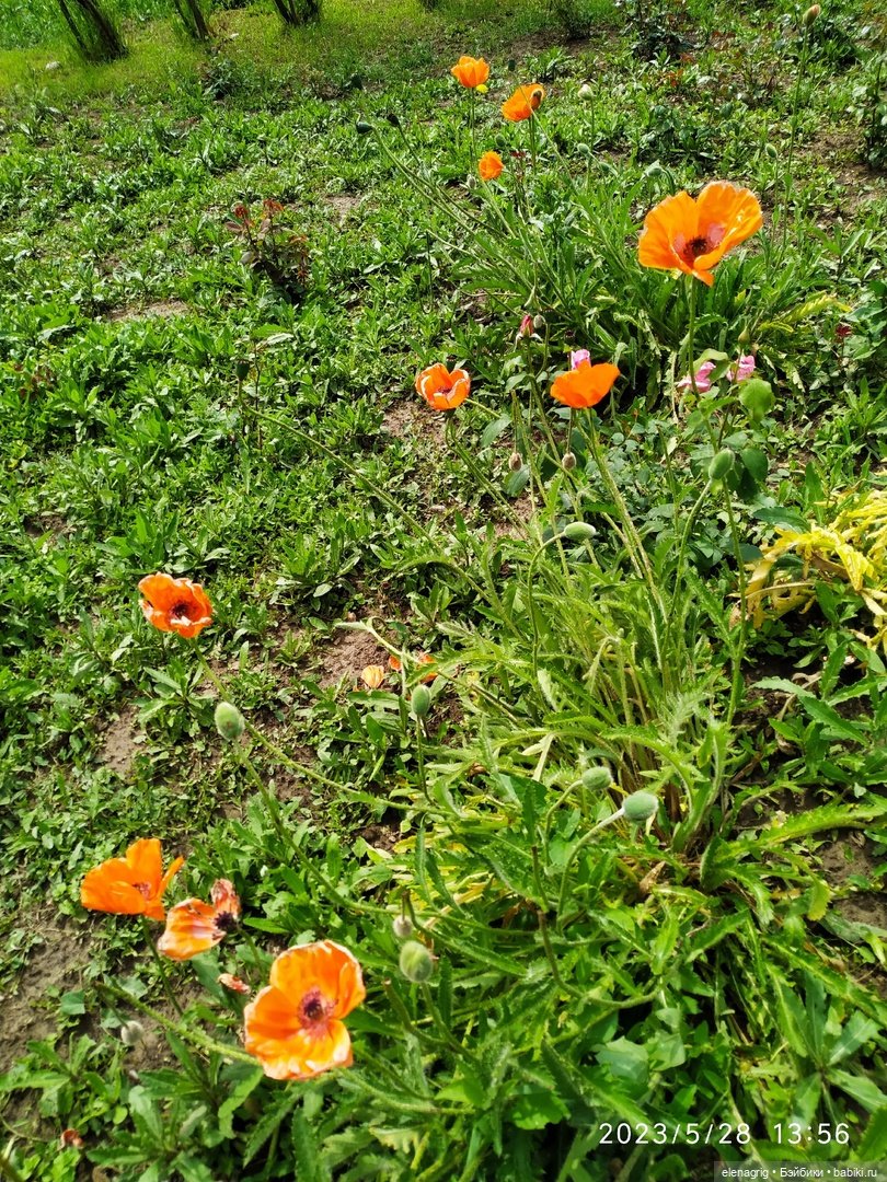 Прогулка в цветочной долине (фото 10)