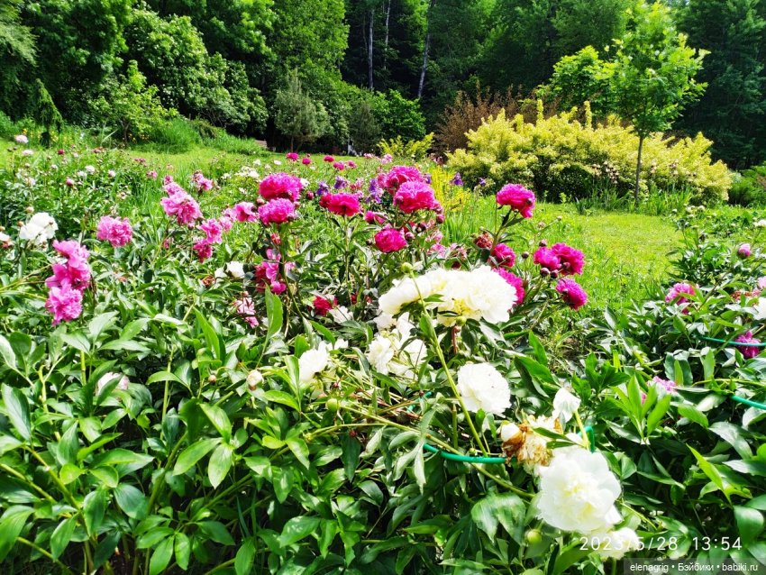 Прогулка в цветочной долине