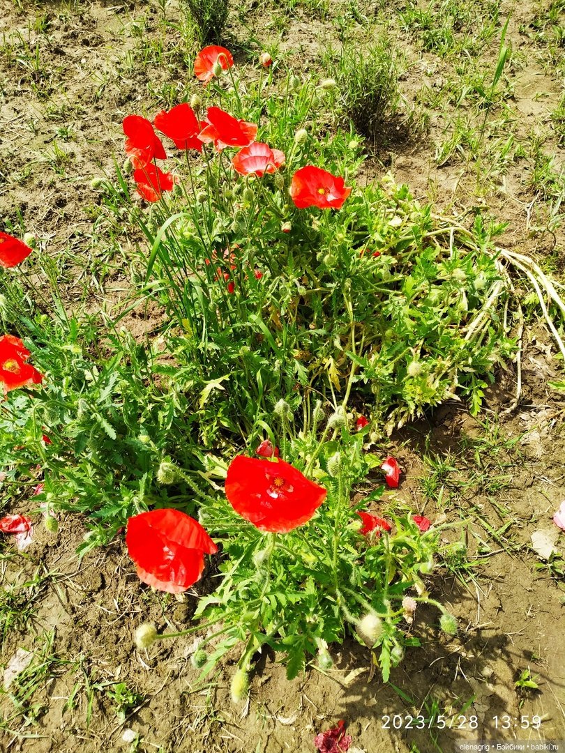 Прогулка в цветочной долине (фото 6)