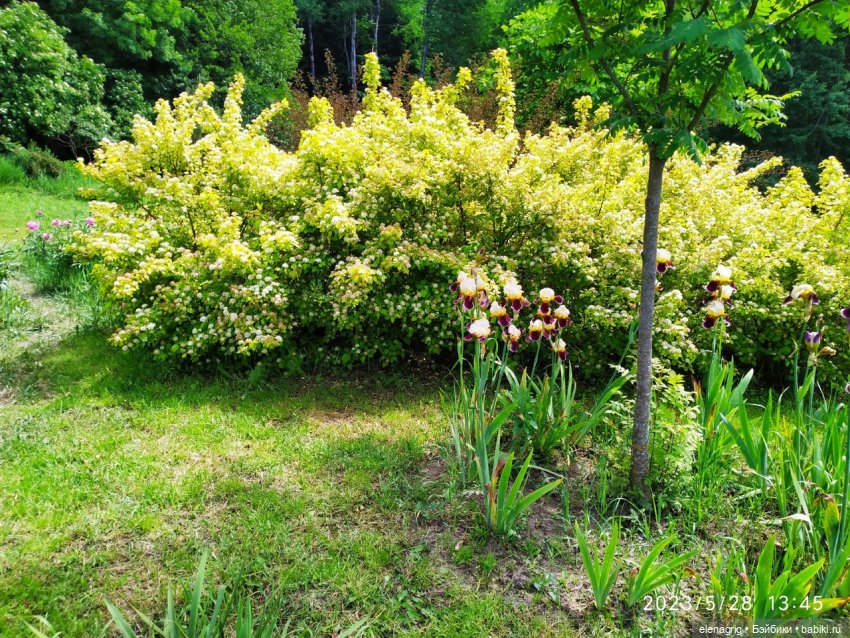 Прогулка в цветочной долине (фото 7)