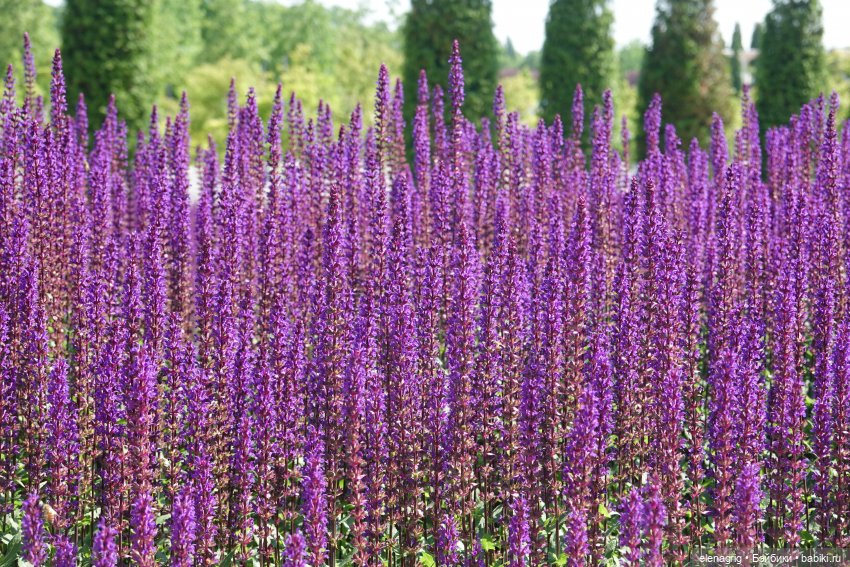 Японский сад в парке галицкого в краснодаре (фото 3)