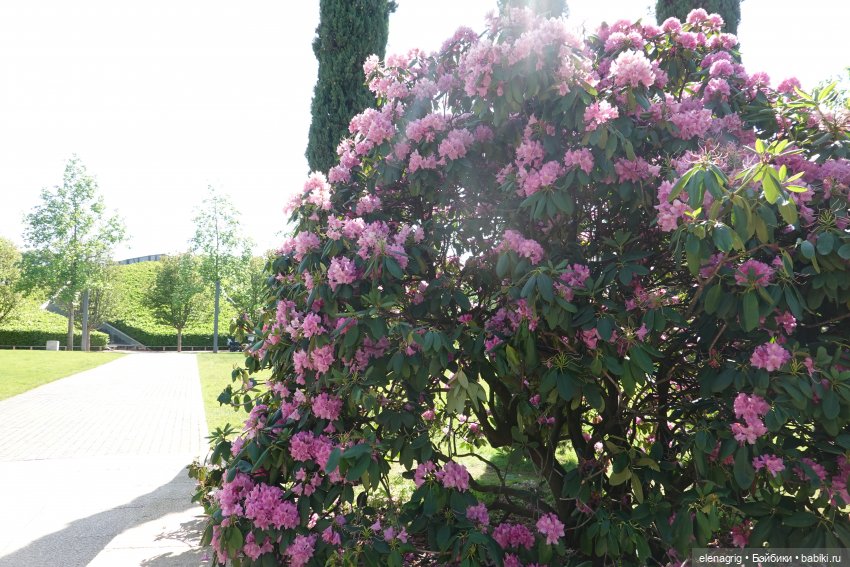 Японский сад в парке галицкого в краснодаре