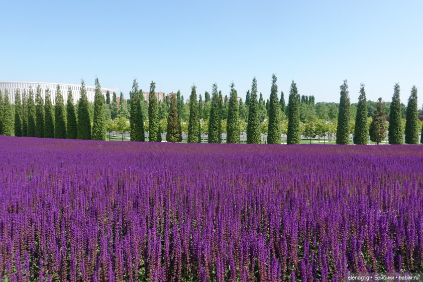 Японский сад в парке галицкого в краснодаре (фото 4)