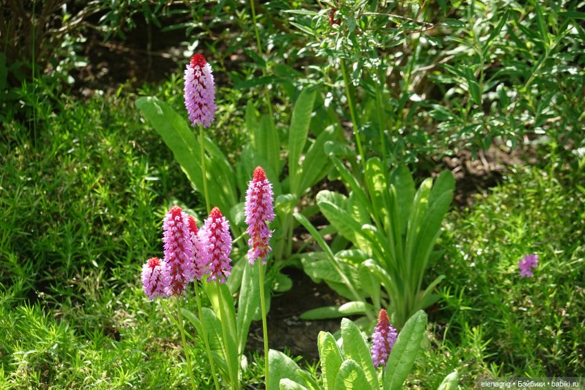 Японский сад в парке галицкого в краснодаре