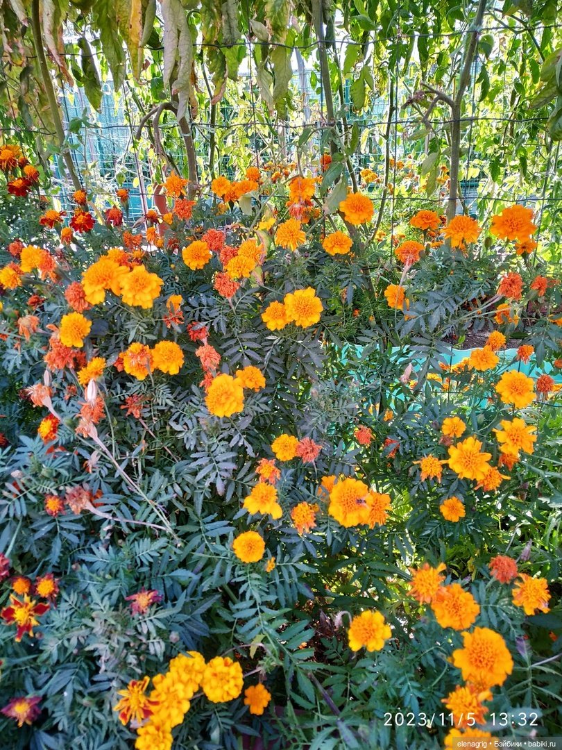 Булочки по одной не селятся (фото 3)