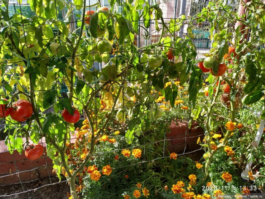 Булочки по одной не селятся (фото 4)