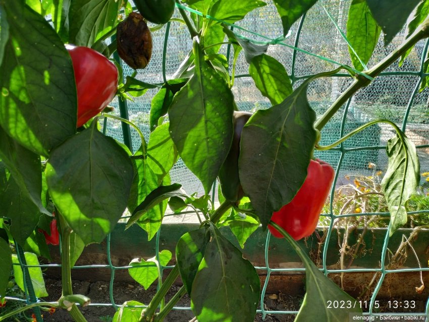 Булочки по одной не селятся (фото 5)