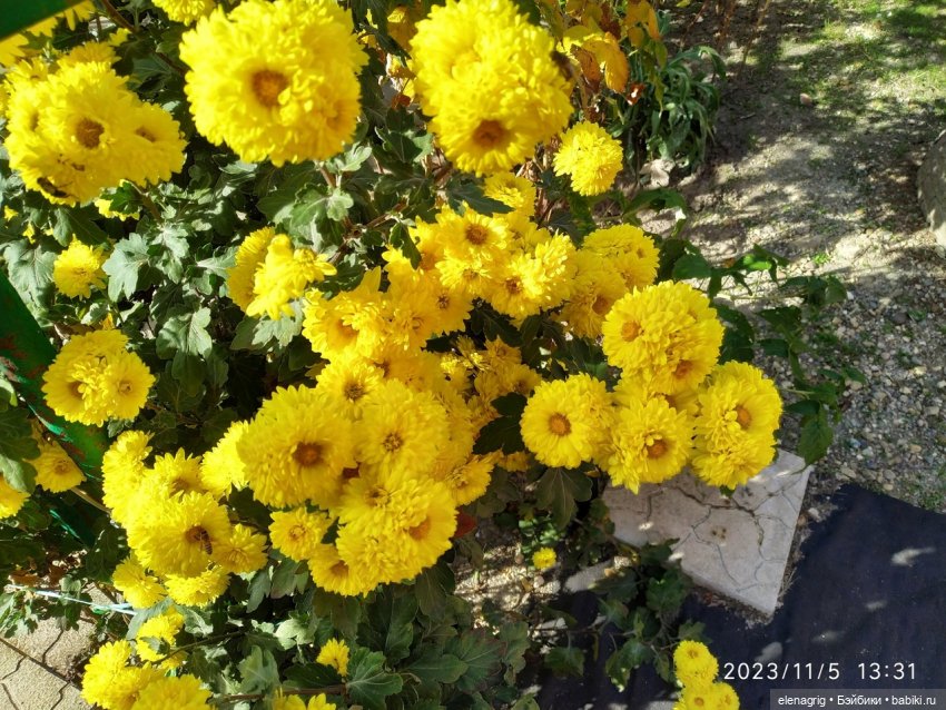 Булочки по одной не селятся