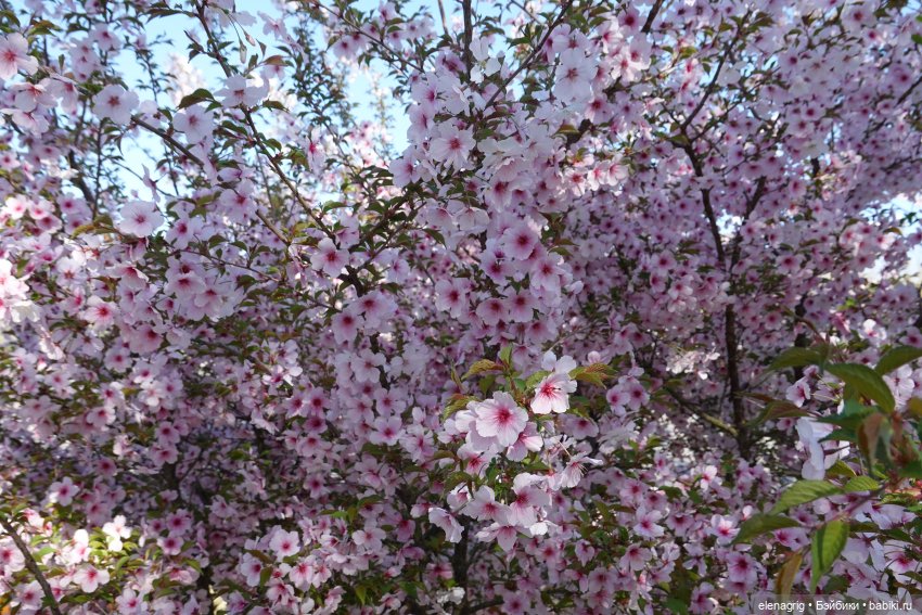 Куклы Ruby Red - Руби Ред