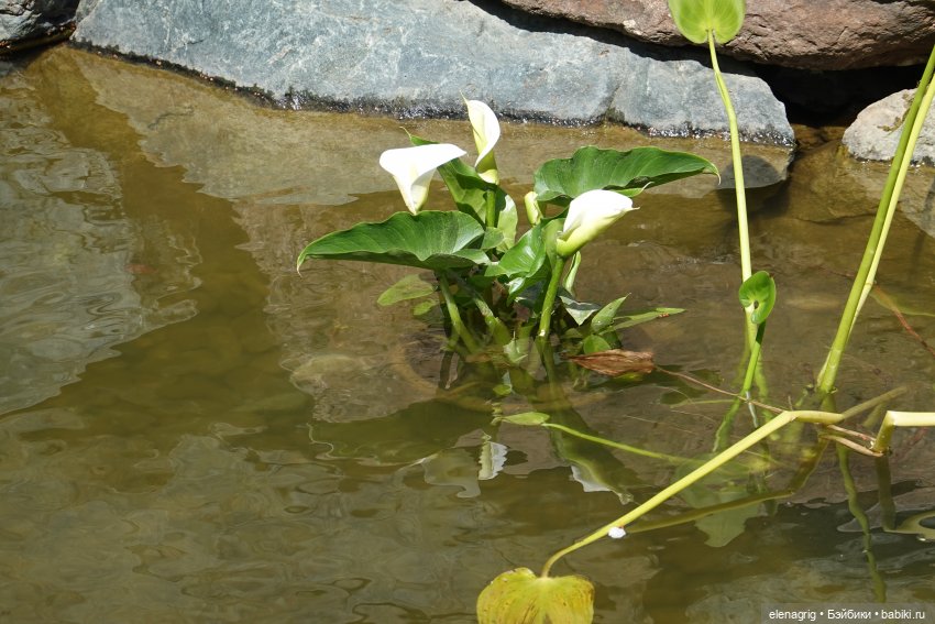 Куклы Ruby Red - Руби Ред