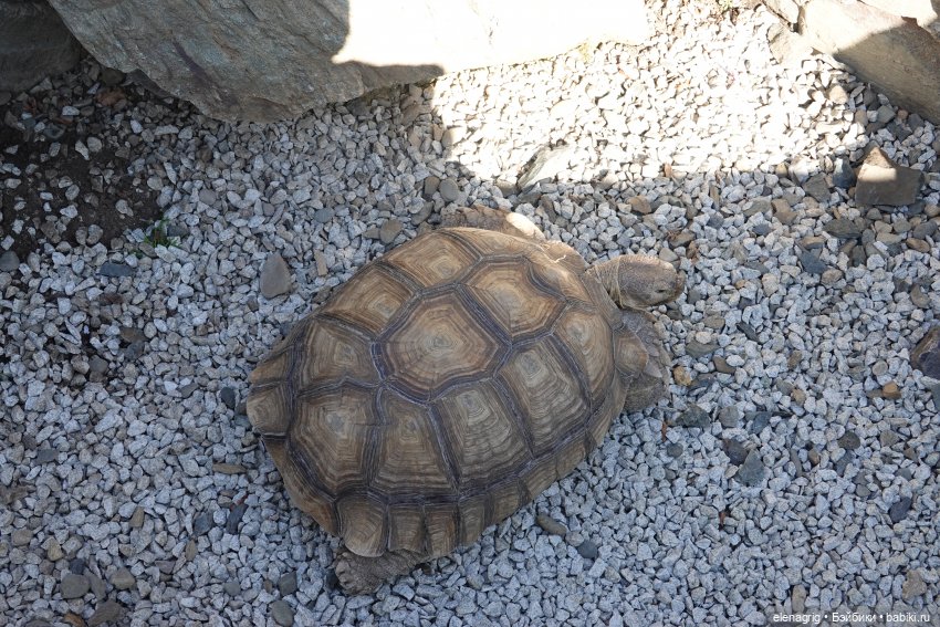 Куклы Ruby Red - Руби Ред