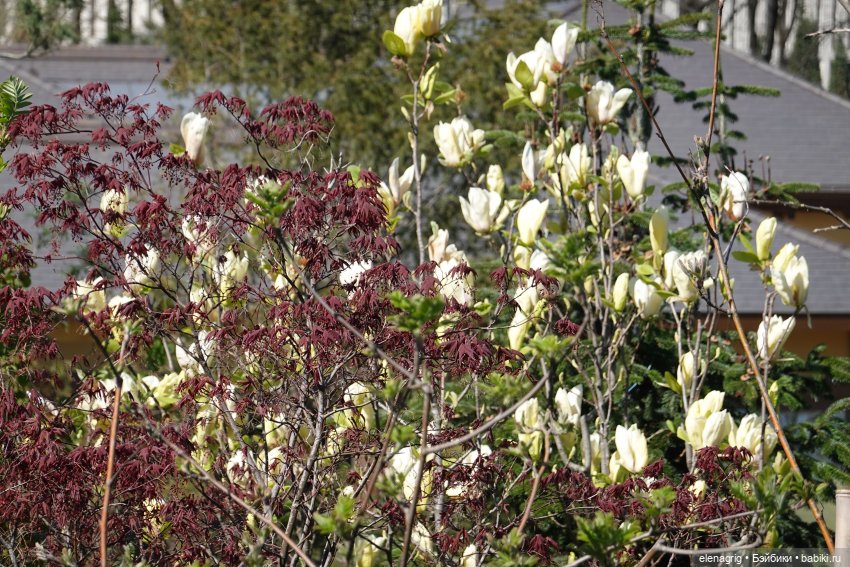 Куклы Ruby Red - Руби Ред