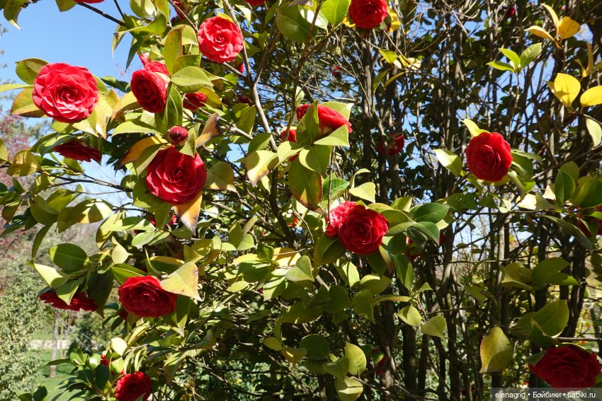 Куклы Ruby Red - Руби Ред