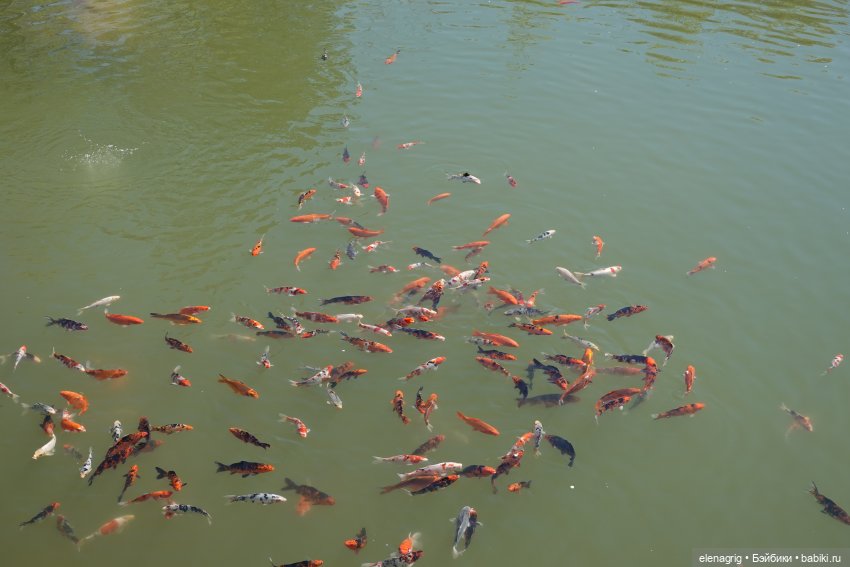 Джи Джи в японском саду — Куклы Ruby Red (Руби Ред) Fashion Friends: Siblies (фото 6)