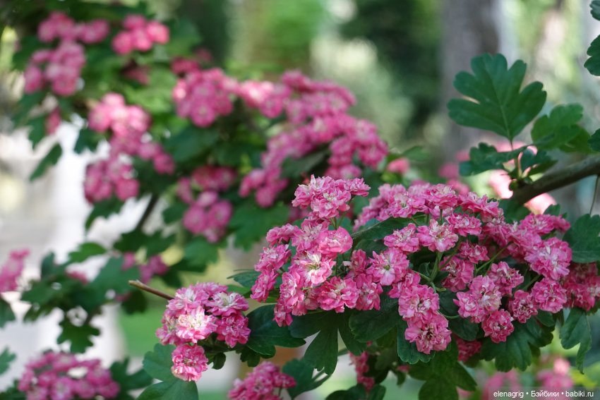 Старый парк Старый парк