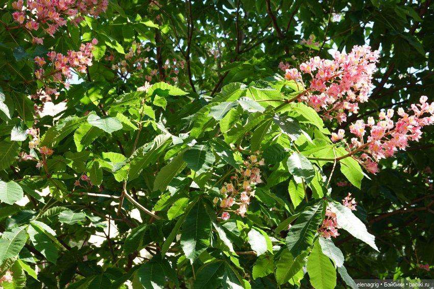 Старый парк в Кабардинке | Бэйбики Старый парк в Кабардинке — Куклы Ruby Red (Руби Ред) Fashion Friends: Siblies