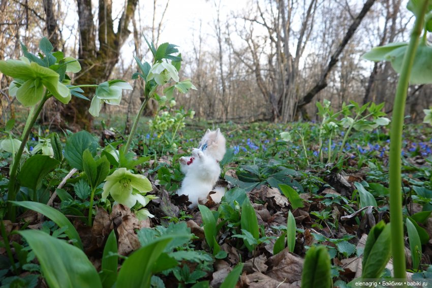 Весеннее — Куклы Ruby Red (Руби Ред) Fashion Friends: Siblies (фото 4)