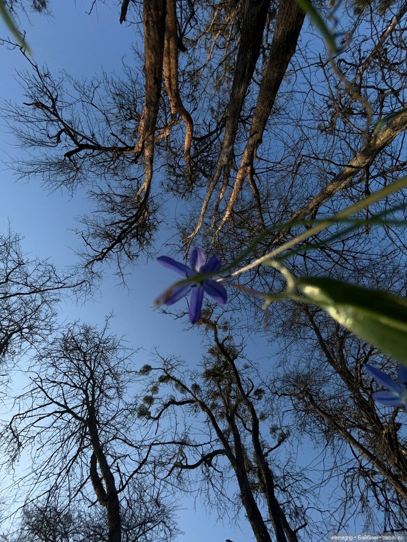 Весеннее — Куклы Ruby Red (Руби Ред) Fashion Friends: Siblies (фото 9)