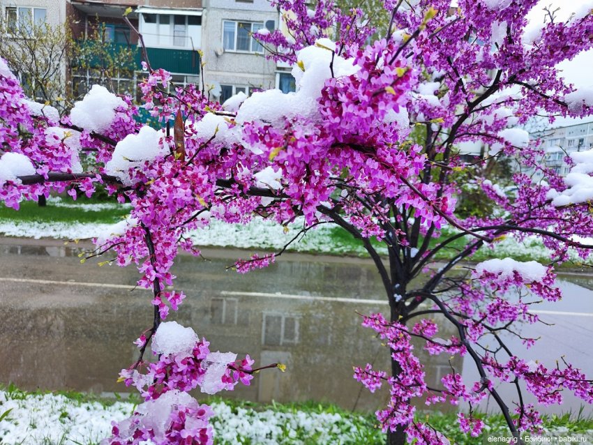 Весеннее — Куклы Ruby Red (Руби Ред) Fashion Friends: Siblies (фото 10)