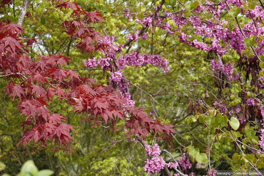 Гуляем в японском саду — Куклы Nines d'Onil (Нинес): Миа (Mia)