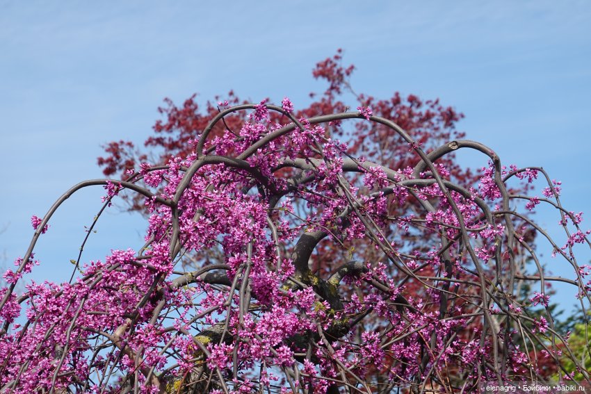 Гуляем в японском саду — Куклы Nines d'Onil (Нинес): Миа (Mia)