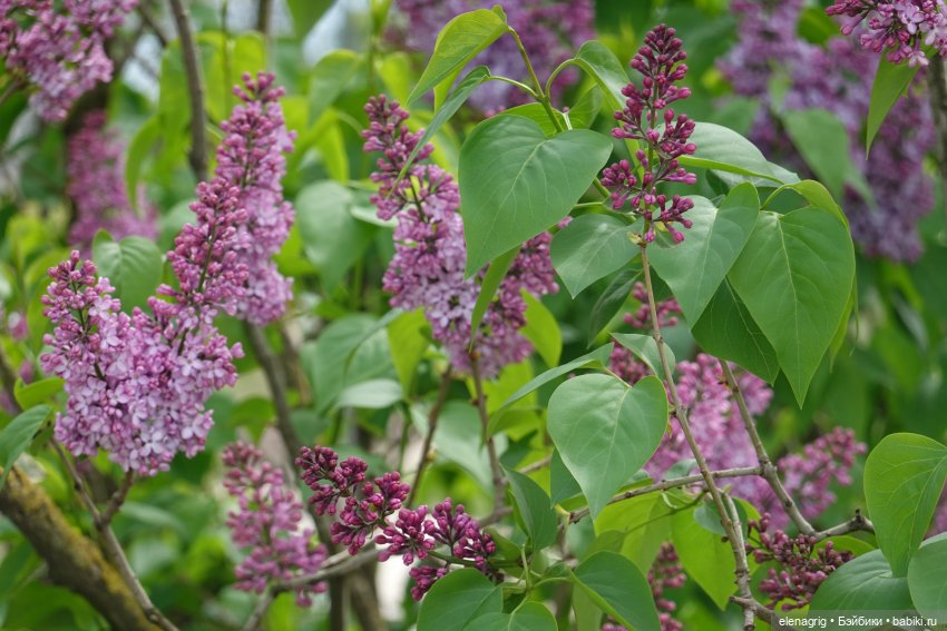 Кукла Nines виниловая 30см PIPPO, Nines D'Onil