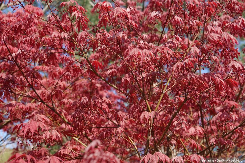 Гуляем в японском саду — Куклы Nines d'Onil (Нинес): Миа (Mia) (фото 6)