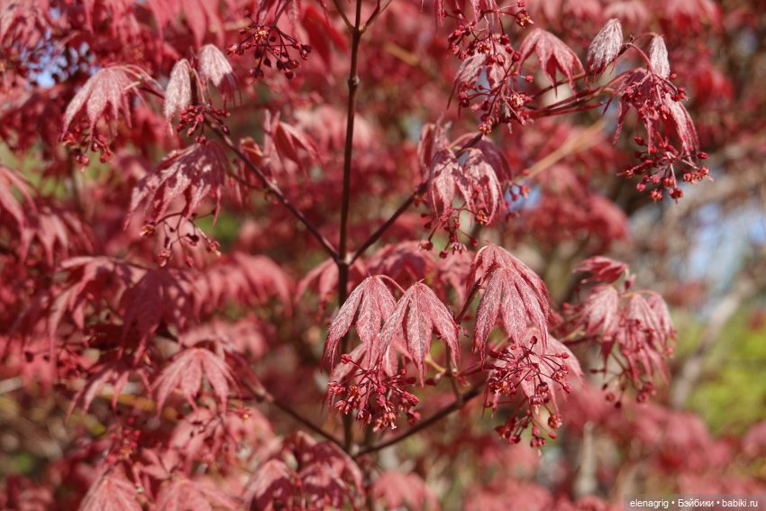 Гуляем в японском саду — Куклы Nines d'Onil (Нинес): Миа (Mia) (фото 7)