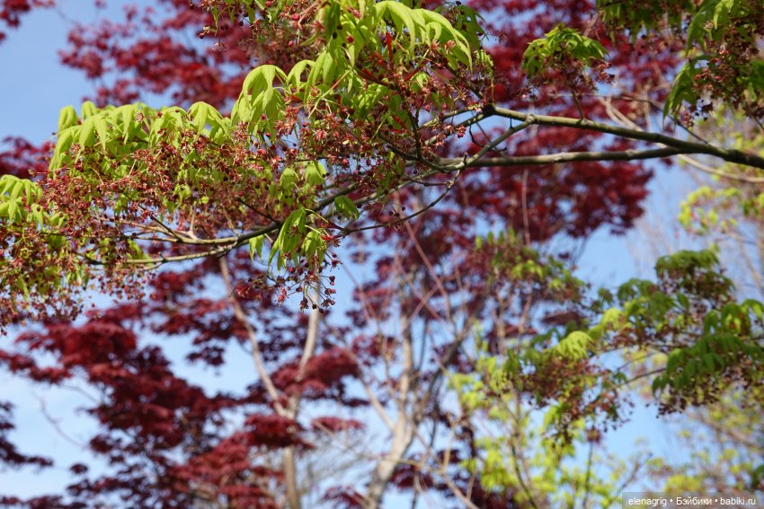 Гуляем в японском саду — Куклы Nines d'Onil (Нинес): Миа (Mia) (фото 3)