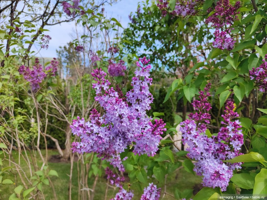 Гуляем в японском саду — Куклы Nines d'Onil (Нинес): Миа (Mia)