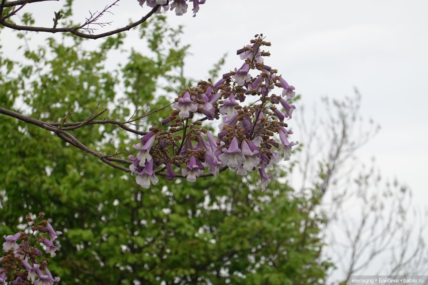 Гуляем в японском саду — Куклы Nines d'Onil (Нинес): Миа (Mia)