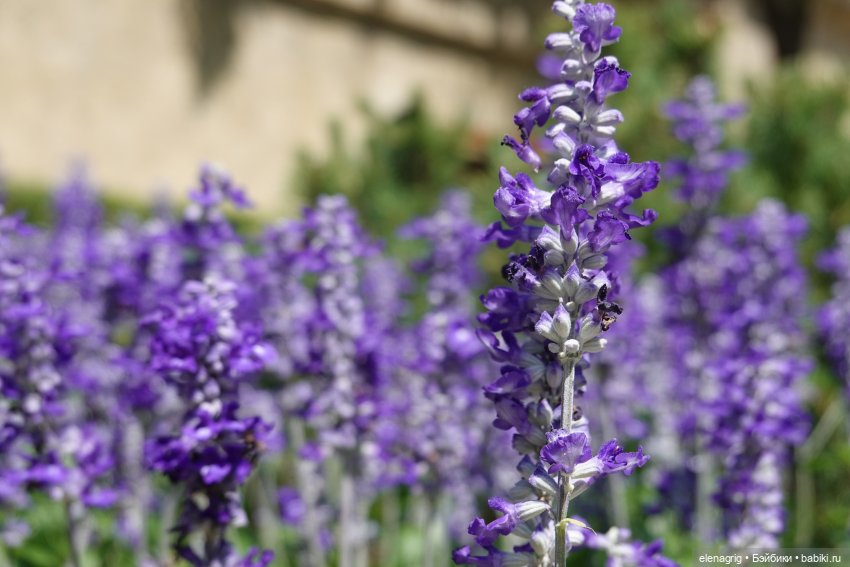 Юбилей в Кисловодске — Куклы Ruby Red (Руби Ред) Fashion Friends: Siblies