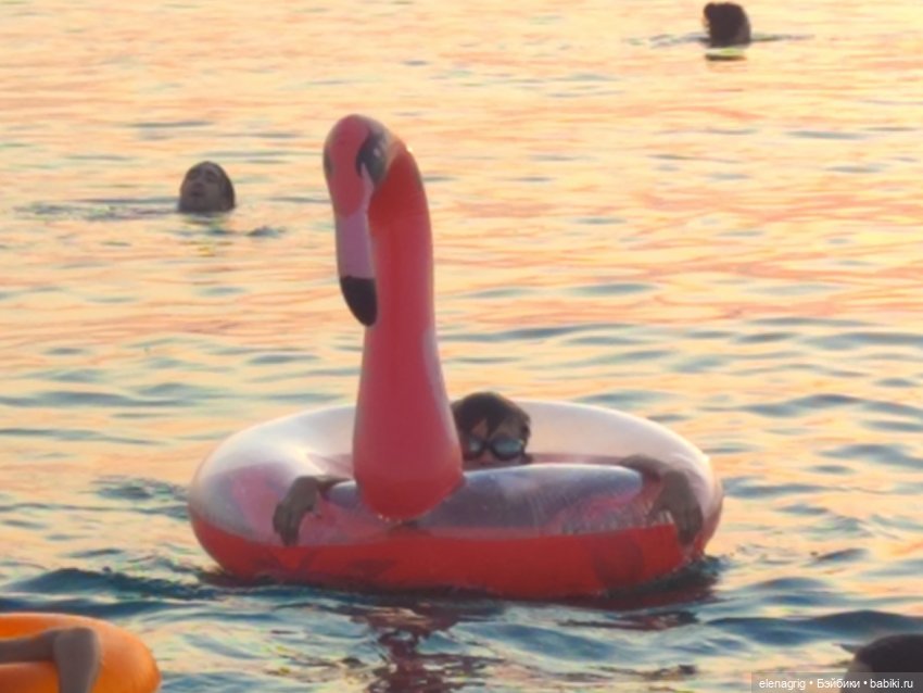 Розовый фламинго в лучах заката или воспоминания о лете