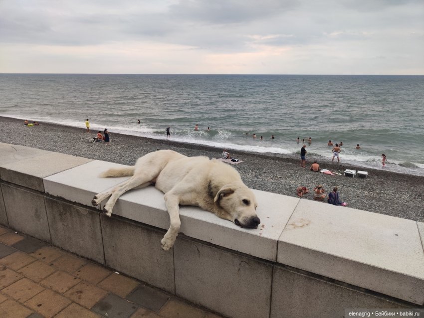 Розовый фламинго в лучах заката или воспоминания о лете