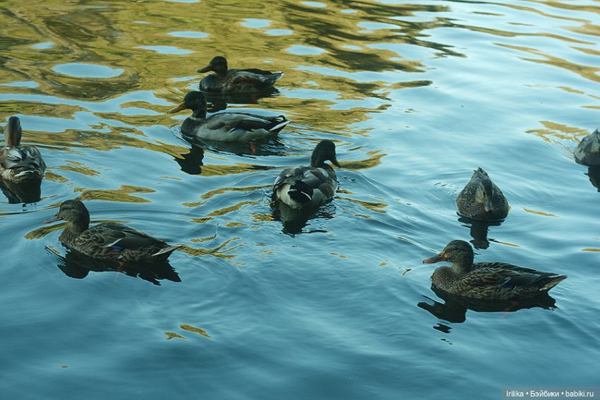 Хорошая девочка Лида и ее подруги