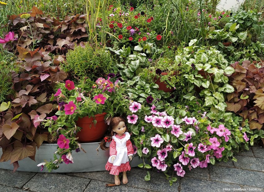 Жанетт гуляет среди цветов (фото 5)