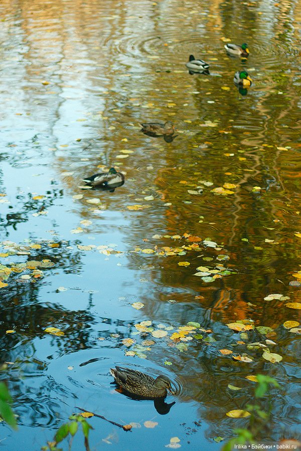 Золото листьев или наша прогулка