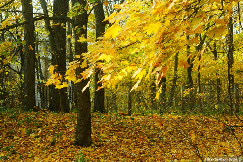 Золото листьев или наша прогулка