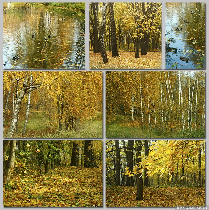 Золото листьев или наша прогулка